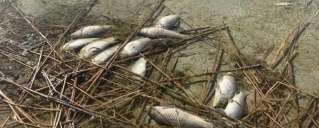 В Минэкологии Челябинской области объяснили причины гибели рыбы в озере